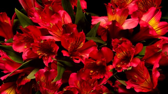 Time-lapse of pink and yellow Alstroemeria flowers blooming. Studio shot over black.