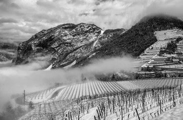 Unusual image of a wineyard in Trentino (Italy) during winter time. The vineyard is covered by fresh snow.
