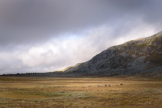 Reindeer herd grazing the wide grass fields of the Sarek national park plains, Sweden