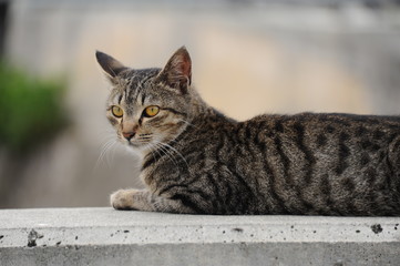 Nakamoto Tempura Shop Japan