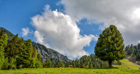 Val di Fiemme, Italy, summer lanscape with Dolomites  Alps in background.