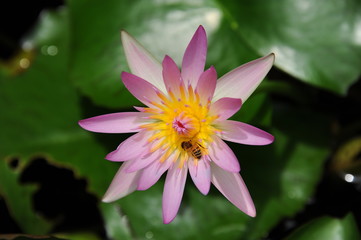 Yaese-cho Goat House Japan