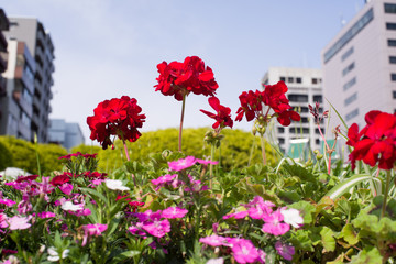 Flowers in the city