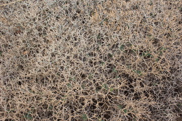 Close-up of dry, brown, and prickly thorns. Texture