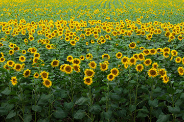 Obraz premium sunflower field background