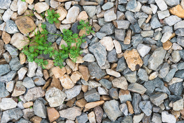 stone background with little green tree