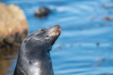Obraz premium Basking Sea Lion