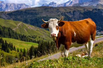 Fototapeta na wymiar italian cows on a pasture