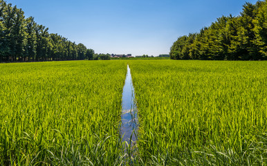 Paddy rice farm in Pavia, Italy