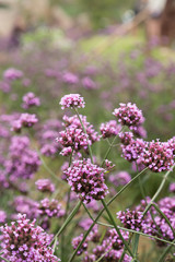 Naklejka premium group of little purple flowers