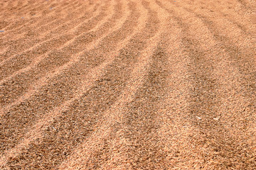 Traditional way to Make Paddy dry, The Social issue in Thailand