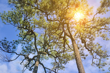 Under the big trees and blue sky. Look up crown trees in the forest background.
