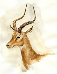 Watercolor antelope or gazelle or roe head. © Lileinaya