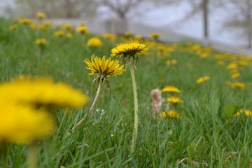 Obraz premium dandilion
