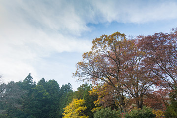 紅葉の景色