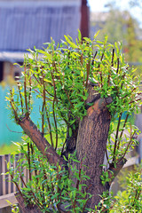 Obraz premium Pruning of trees