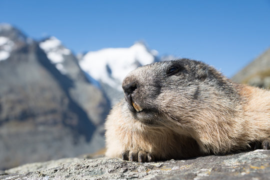 Murmeltierportrait