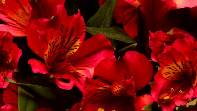 Time-lapse of pink and yellow Alstroemeria flowers blooming. Studio shot over black.