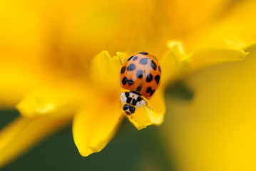 Ladybug on Flower Closeup