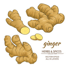 ginger roots vector set