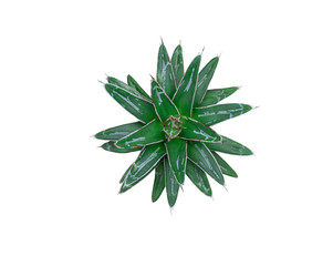 Agave victoria reginae's top view images on white background (with clipping path).