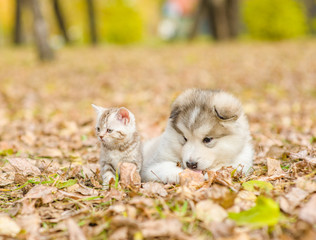 Tiny cat and dog lying together in autumn park