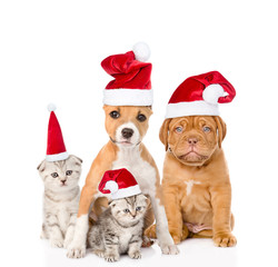 Group of cats and dogs in red christmas hats. isolated on white