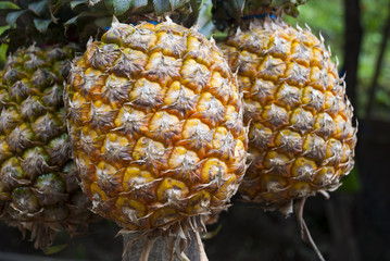 Fresh pineapple for sale in Izabal, Guatemala.