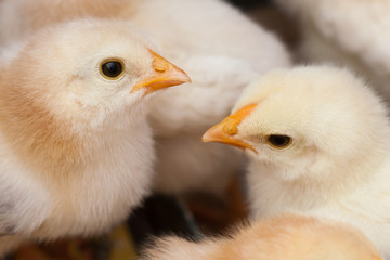 Baby chicken in poultry farm. 