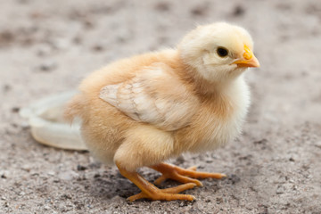 Baby chicken in poultry farm. 
