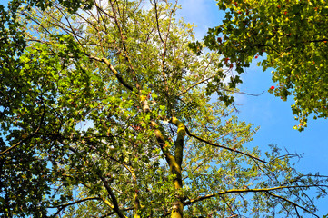 Rami di acero nel cielo azzurro