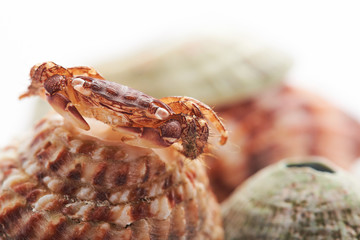 Small crab in nature