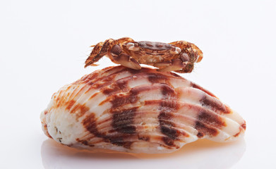 Crab sit on brown red shell