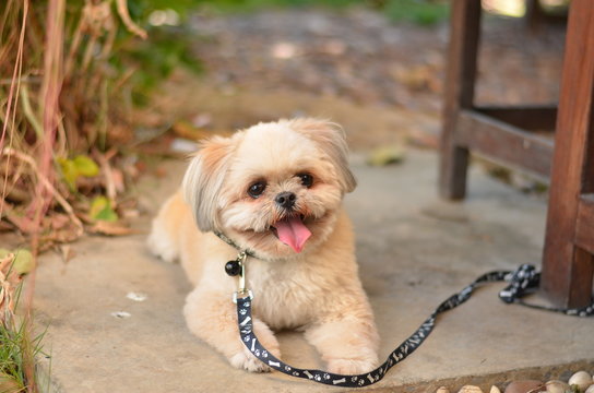 Black and white Shih Tzu puppy
