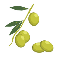Set of Green Olives Branches. Olives icon