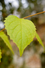 farbige Bl&auml;tter