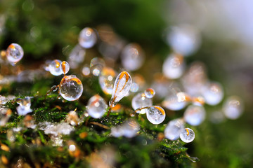 beautiful frozen drops of water on the branches green moss