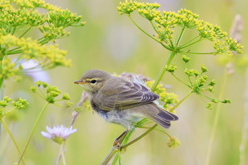 nice bird Warbler sits on green summer grass