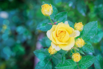 Yellow rose blooming.