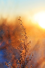 the grass is covered with white fluffy frosting and lit red by the setting sun