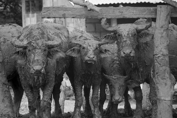 Portrait Dirty Mud Buffalo in stall,Buffalo Looking at the Camera