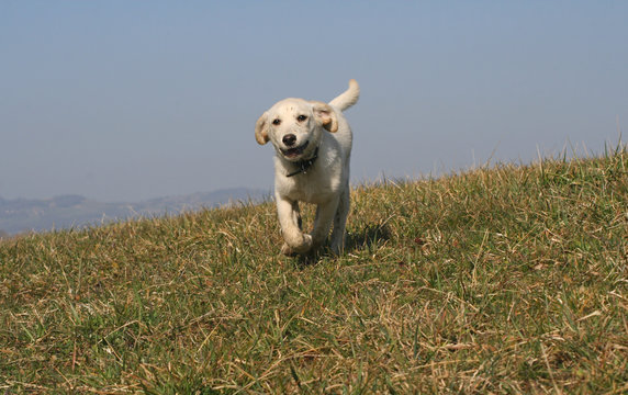 un chiot labrador courant dans un pr&eacute;