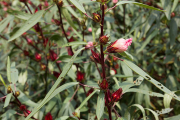 Hibiscus sabdariffa, Roselle flower in the garden