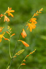 Crocosmia Flowers 