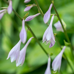 Flower hosta
