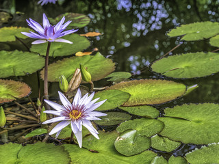 Purple water lily