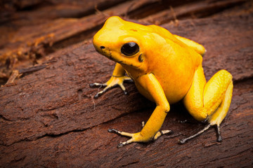 Naklejka premium poisonous frog Phyllobates terribilis from the tropical Amazon rain forest of Colombia, a poisonous animal