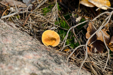 one lonely mushroom in the forrest