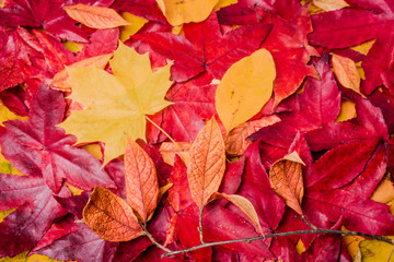 background of autumn leaves. Autumn background