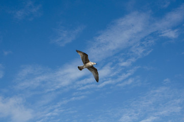 one lonely seagull flying in the sky